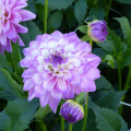 Dalias azules, violetas y malva