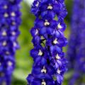 Delphiniums - Espuela de caballero