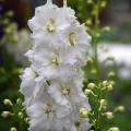 Delphiniums blancos