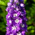 Delphiniums dobles