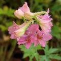 Delphiniums rosas