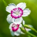 Semillas de Dianthus - Claveles