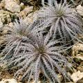 Dyckia - Hoja de Sierra