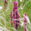 Echium - Viperinas