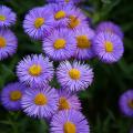 Erigeron