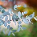 Gunn's Eucalyptus, round-leaved Eucalyptus