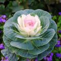 Brassicas - Coles ornamentales