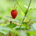 Fresas del bosque