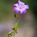 Geranium nodosum