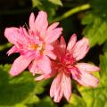 Geranium oxonianum