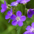 Geranium sylvaticum - Geranio silvestre