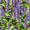 Semillas de Agastache - Hisopo