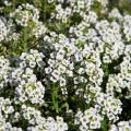 Semillas de Alyssum - Aliso