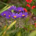 Semillas de Aster