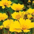 Semillas de Coreopsis