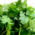 Semillas de cilantro