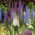 Semillas de Delphinium