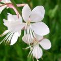 Semillas de Gaura