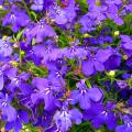 Semillas de Lobelia