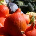 Semillas de Calabazas y potimarrón