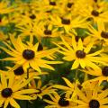 Semillas de rudbeckia