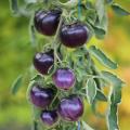 Semillas de tomates cherry y cóctel