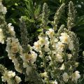 Semillas de Verbascum