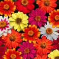 Semillas de Zinnias