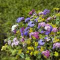 Semillas de flores para ramos de flor cortada