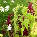 Semillas de Gomphrena