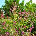 Semillas de Celosia