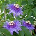 Semillas de Passiflora - Flor de la pasión