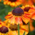 Helenium