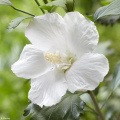 Hibiscus blancs