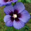 Hibiscus azules