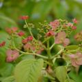 Hortensia Hydrangea anomala