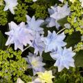 Hortensias de flores azules