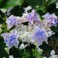 Hortensias de flores dobles