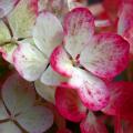 Hortensias de flores cambiantes