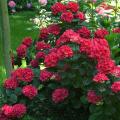 Hortensias de flores rojas