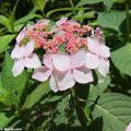 Hortensias de flores planas