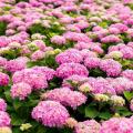 Hortensias o Hydrangeas