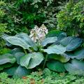 Hostas gigantes