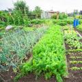 Jardín productivo y alimentario