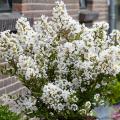 Lilas de las Indias blancos