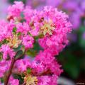 Lilas de las Indias rosas