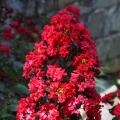 Lilas de las Indias rojos