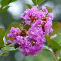 Lilas de las Indias violetas y malvas