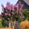 Lilas de la Indias grandes