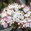 Viburnum tinus - Laurel salvaje